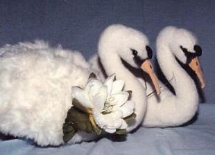 Swans